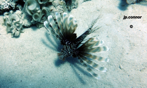 A Lionfish