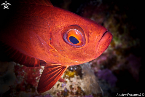 A Bull Eye Fish