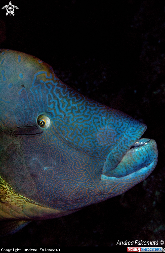 A Napoleon Fish