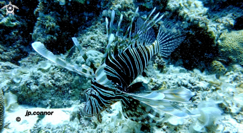 A Lionfish