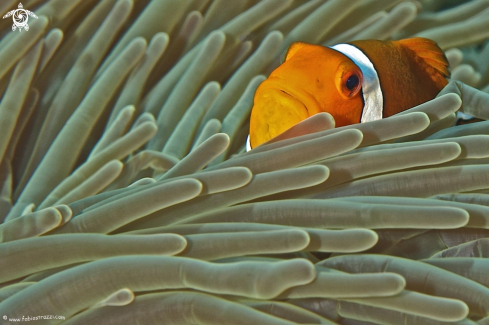 A Anemone fish 