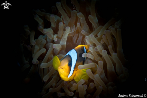 A ClownFish & Anemone