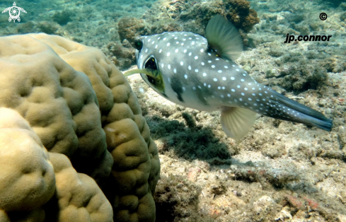 A Arothron hispidus | poisson ballon