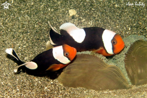 A Sea Anemone and Nemo