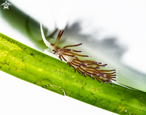 A Cratena Peregrina | Cratena