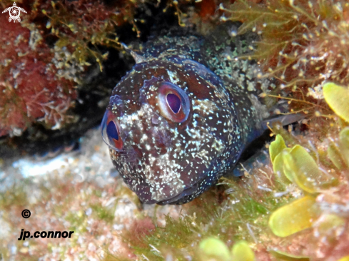 A Gobius niger | Gobie noir