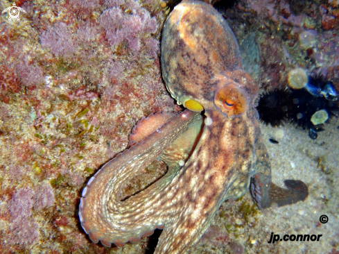 A Octopus vulgaris | Poulpe