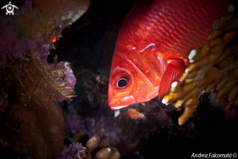 A Pesce scoiattolo