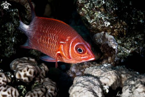 A Pesce scoiattolo