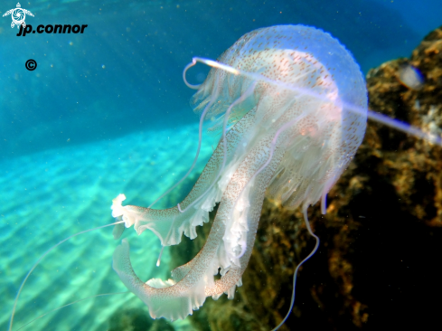 A Pelagia Noctiluca | Méduse pélagique