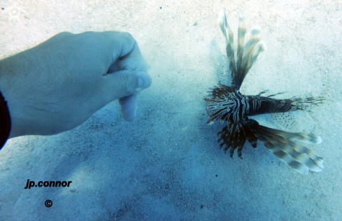 A Pterois miles | Lionfish