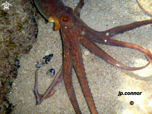 A Octopus vulgaris | Poulpe