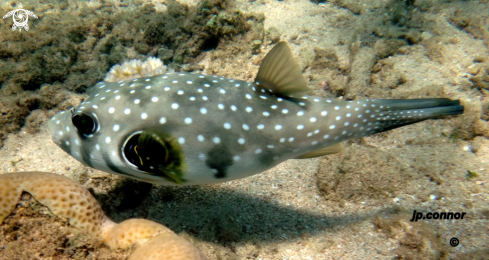 A Arothron hispidus | poisson ballon