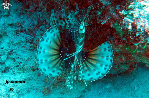 A Pterois miles | Lionfish