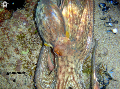 A Octopus vulgaris | Poulpe