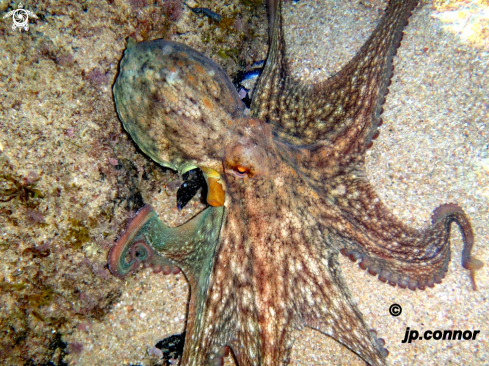 A Octopus vulgaris | Poulpe