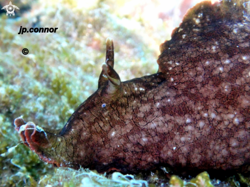 A Aplysia fasciata  | Lièvre de Mer