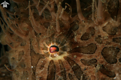 A Hairy Frog Fish