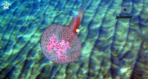 A Pelagia Noctiluca | Méduse pélagique