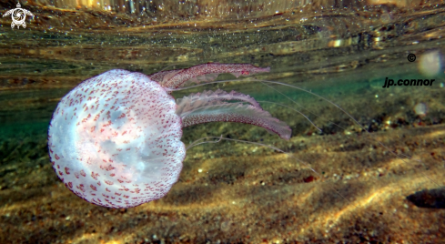 A Pelagia Noctiluca | Méduse pélagique