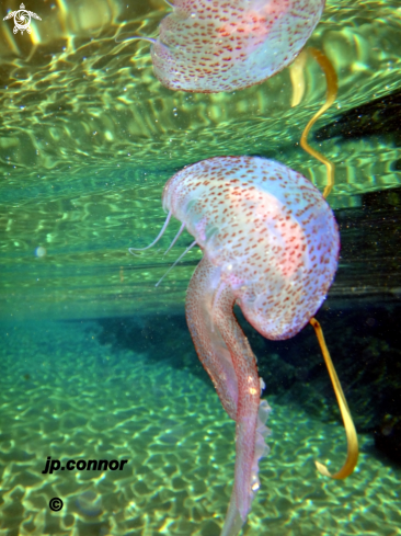 A Pelagia Noctiluca | Méduse pélagique