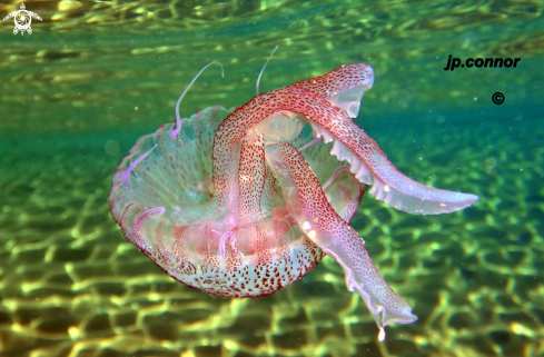 A Pelagia Noctiluca | Méduse pélagique