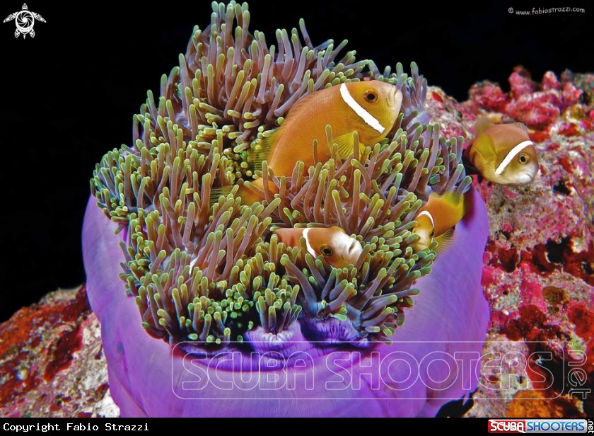A Anemone fishes
