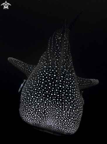 A Rhincodon typus | Whale Shark