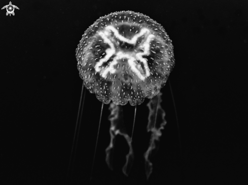 A Moon Jellyfish