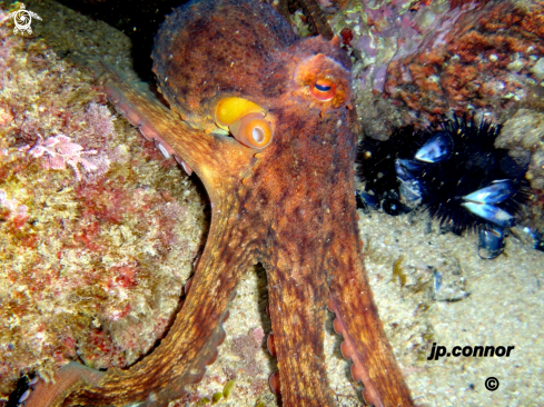 A Octopus vulgaris | Poulpe