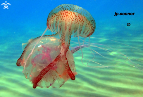 A Pelagia Noctiluca | Méduse pélagique