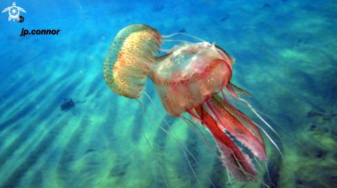 A Pelagia Noctiluca | Méduse pélagique