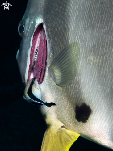 A Ceaner Wrasse