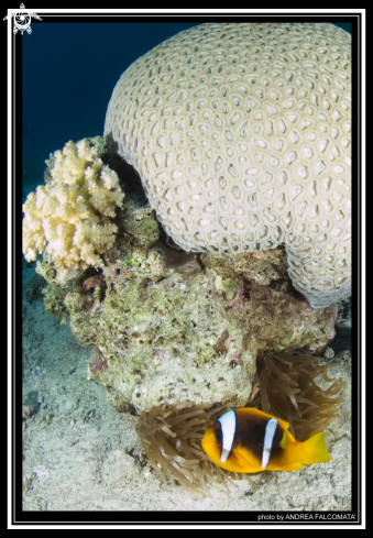 A anemone & clownfish