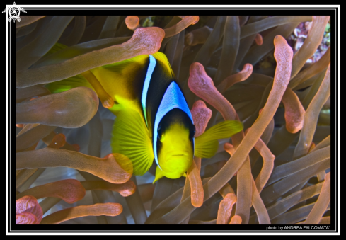 A Anemone & clownfish