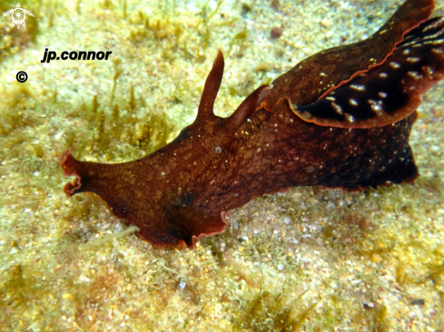 A Aplysia fasciata |  lièvre de mer