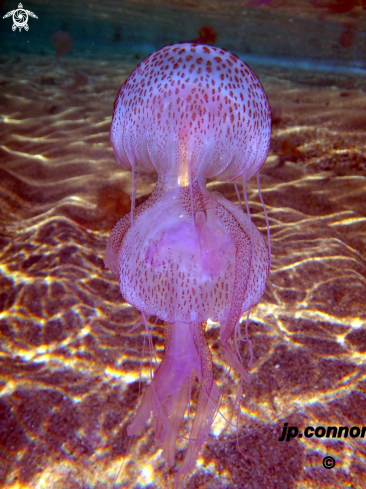 A Pelagia Noctiluca | Méduse pélagique