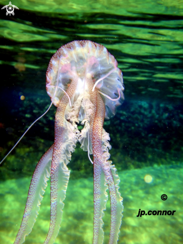 A Pelagia Noctiluca | Méduse pélagique