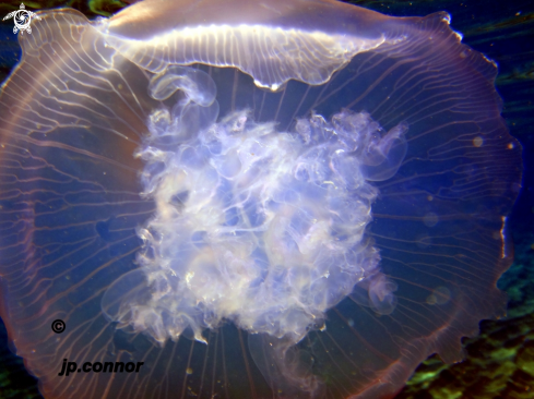 A Aurelia aurita | Méduse Bleu