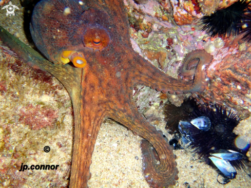 A Octopus vulgaris | Poulpe