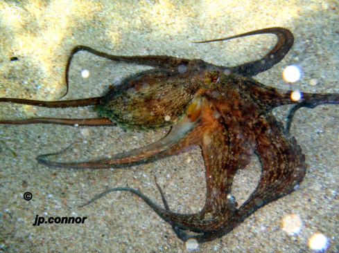 A Octopus vulgaris | Poulpe