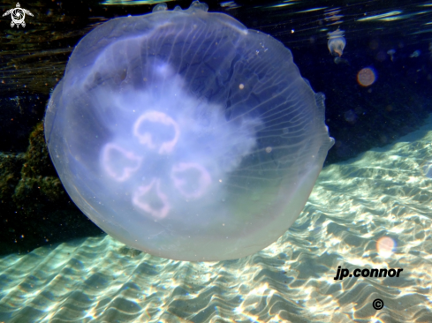 A Aurelia aurita | Méduse Bleu