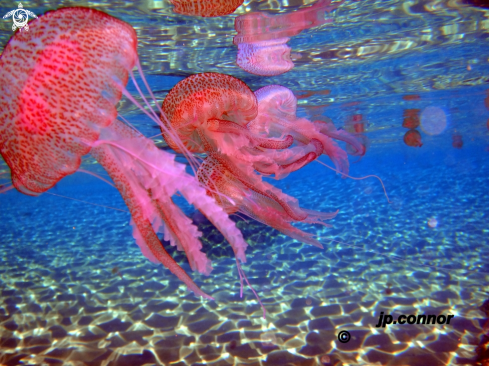 A Pelagia Noctiluca | Méduse pélagique