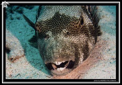 A Ball fish