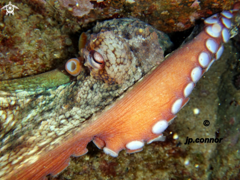 A Octopus vulgaris | Poulpe