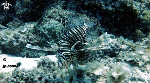 A Pterois miles | Lionfish