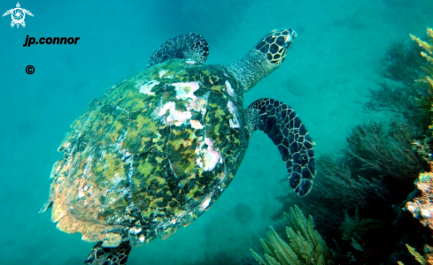 A Eretmochelys imbricata | Tortue à écailles