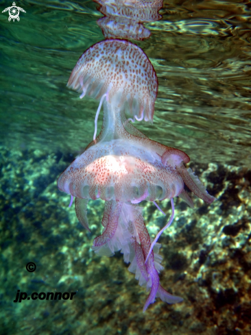 A Pelagia Noctiluca | Méduse pélagique