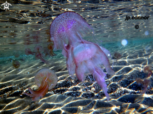 A Pelagia Noctiluca | Méduse pélagique