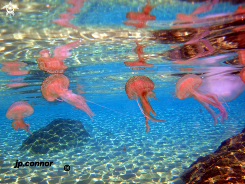 A Pelagia Noctiluca | Méduse pélagique